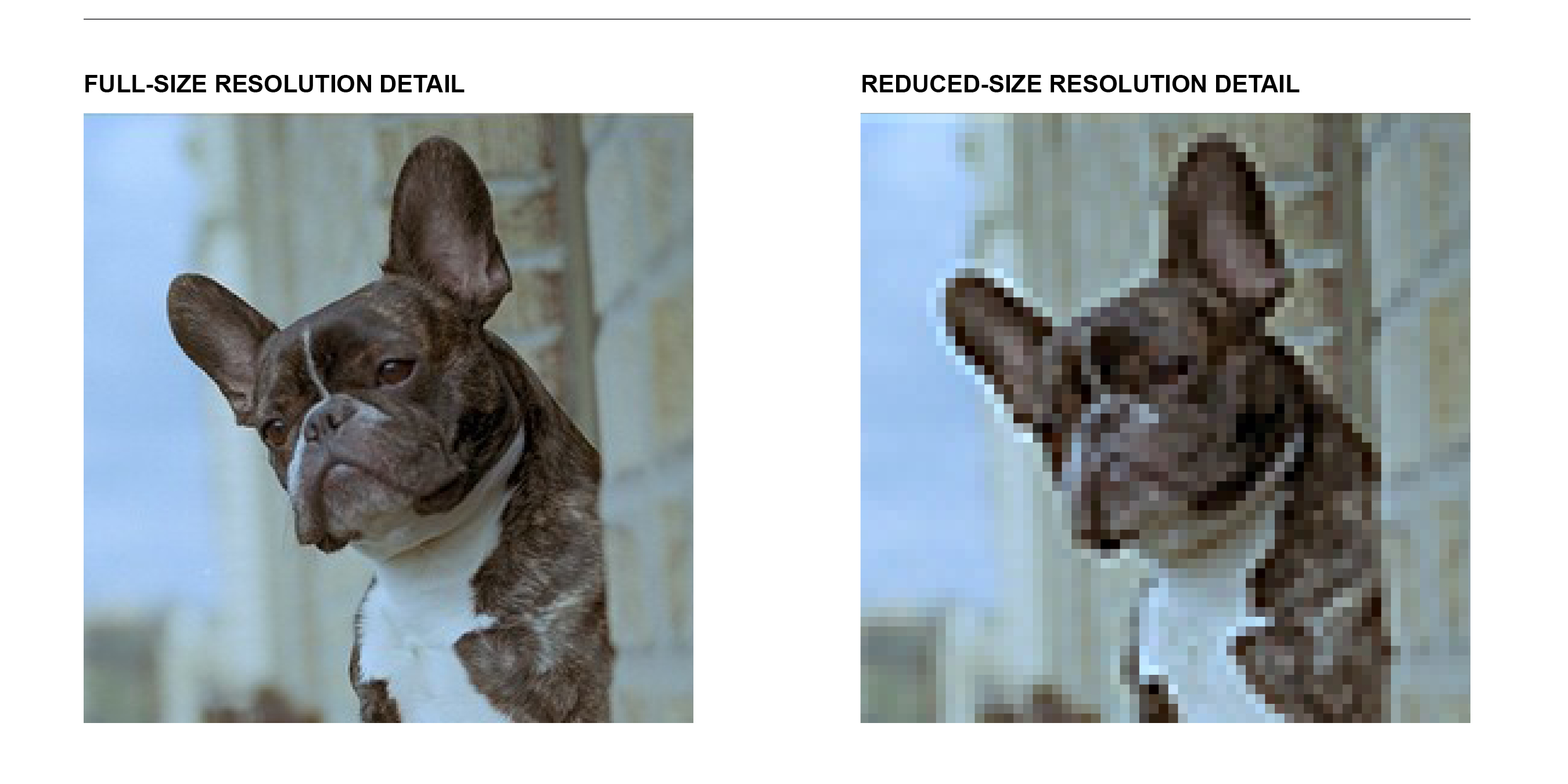 Comparison of full-res detail of dog with lower-res detail of dog
